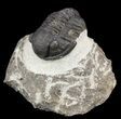 Gerastos Trilobite Fossil - Morocco #52120-1